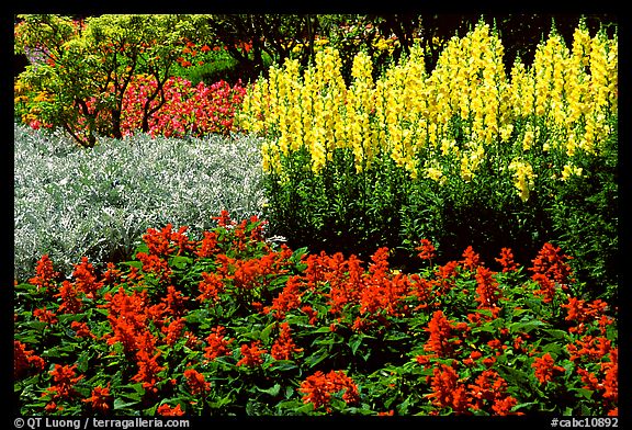 Patches of flowers. Butchart Gardens, Victoria, British Columbia, Canada (color)
