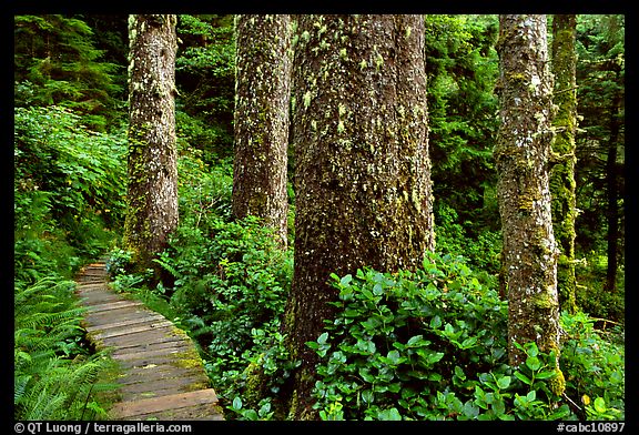 Boardwalk and trees in rain forest. Pacific Rim National Park, Vancouver Island, British Columbia, Canada