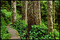 Boardwalk and trees in rain forest. Pacific Rim National Park, Vancouver Island, British Columbia, Canada (color)