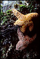 Sea stars clinging to a rock. Pacific Rim National Park, Vancouver Island, British Columbia, Canada