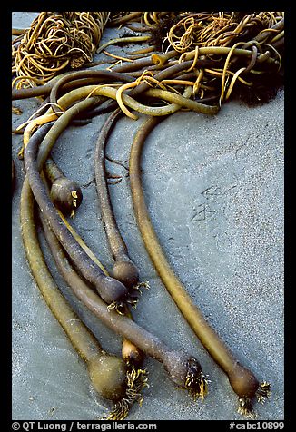 Beached kelp. Pacific Rim National Park, Vancouver Island, British Columbia, Canada