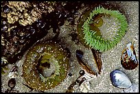 Green anemones and shells exposed at low tide. Pacific Rim National Park, Vancouver Island, British Columbia, Canada (color)