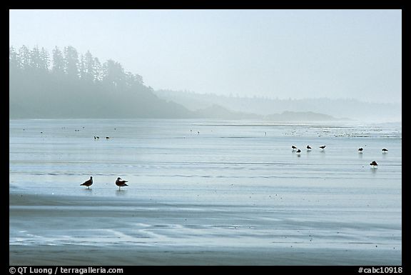 Seabirds, Long Beach, early morning. Pacific Rim National Park, Vancouver Island, British Columbia, Canada