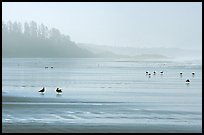 Seabirds, Long Beach, early morning. Pacific Rim National Park, Vancouver Island, British Columbia, Canada ( color)