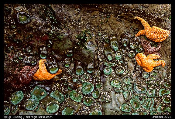 Rock covered with sea stars and green anemones, Long Beach. Pacific Rim National Park, Vancouver Island, British Columbia, Canada
