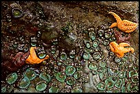 Rock covered with sea stars and green anemones, Long Beach. Pacific Rim National Park, Vancouver Island, British Columbia, Canada (color)