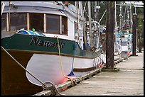 Commercial fishing boats, Uclulet. Vancouver Island, British Columbia, Canada ( color)