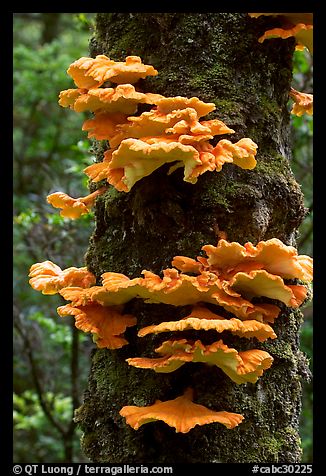 Chicken of the Woods mushroom on tree,  Uclulet. Vancouver Island, British Columbia, Canada (color)