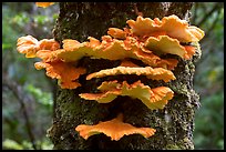 Chicken of the Woods mushroom on tree ,  Uclulet. Vancouver Island, British Columbia, Canada