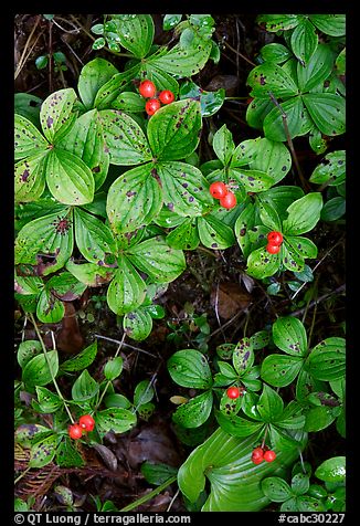 Leaves and berries,  Uclulet. Vancouver Island, British Columbia, Canada (color)
