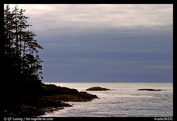 Trees and silvery light on Ocean, late afternoon. Pacific Rim National Park, Vancouver Island, British Columbia, Canada