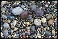 Pebbles, South Beach. Pacific Rim National Park, Vancouver Island, British Columbia, Canada ( color)