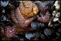 Sea stars and mussels,  South Beach. Pacific Rim National Park, Vancouver Island, British Columbia, Canada (color)