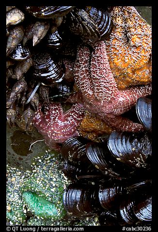 Sea stars and mussels,  South Beach. Pacific Rim National Park, Vancouver Island, British Columbia, Canada
