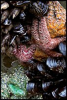 Sea stars and mussels,  South Beach. Pacific Rim National Park, Vancouver Island, British Columbia, Canada ( color)