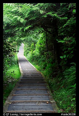 Boardwalk, South Beach trail. Pacific Rim National Park, Vancouver Island, British Columbia, Canada