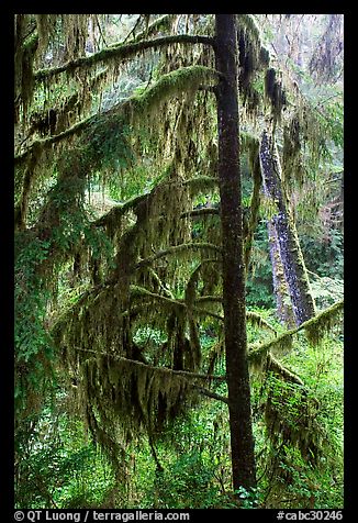 Temperate Rain Forest. Pacific Rim National Park, Vancouver Island, British Columbia, Canada