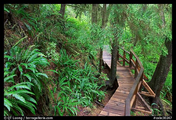 Boardwalk in rain forest. Pacific Rim National Park, Vancouver Island, British Columbia, Canada (color)