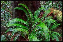 Ferns and trunk. Pacific Rim National Park, Vancouver Island, British Columbia, Canada