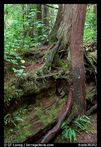 Nurse log and tree. Pacific Rim National Park, Vancouver Island, British Columbia, Canada