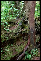 Nurse log and tree. Pacific Rim National Park, Vancouver Island, British Columbia, Canada ( color)