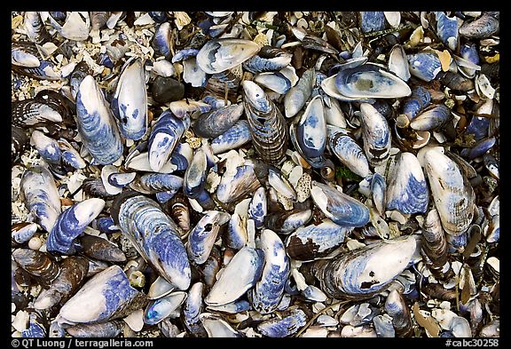 Mussel shells on beach. Pacific Rim National Park, Vancouver Island, British Columbia, Canada