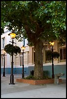Street lamps and tree, Bastion Square. Victoria, British Columbia, Canada ( color)