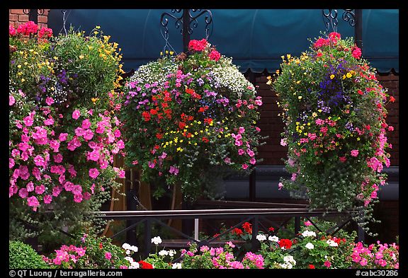 Hanging Flower baskets. Victoria, British Columbia, Canada