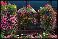 Hanging Flower baskets. Victoria, British Columbia, Canada (color)