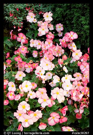 Pink and white begonias. Butchart Gardens, Victoria, British Columbia, Canada (color)