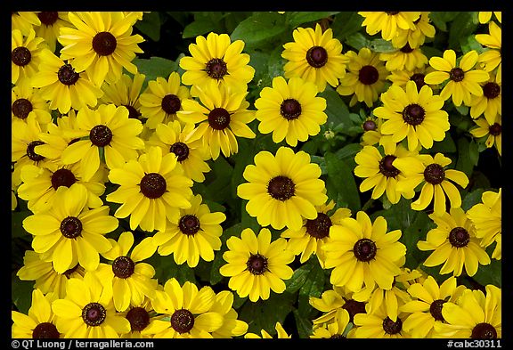 Yellow Daisies. Butchart Gardens, Victoria, British Columbia, Canada