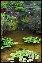 Lotus pond, Japanese Garden. Butchart Gardens, Victoria, British Columbia, Canada ( color)