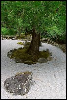 Gravel and tree, Japanese Garden. Butchart Gardens, Victoria, British Columbia, Canada (color)
