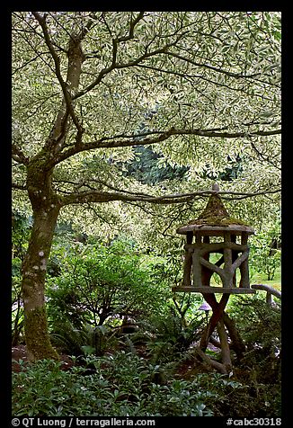 Lantern and Variegated Dogwood, Japanese Garden. Butchart Gardens, Victoria, British Columbia, Canada (color)