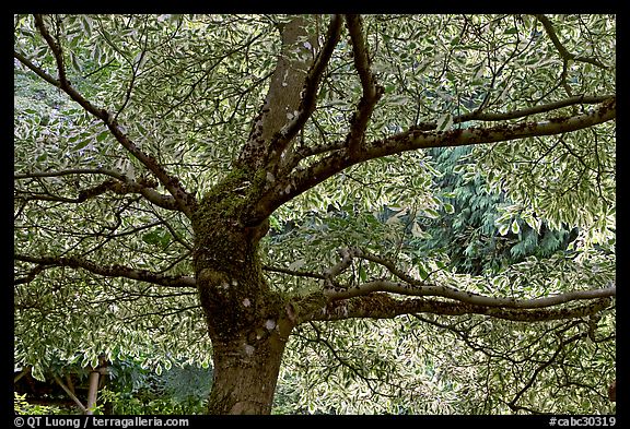 Variegated Dogwood (Cornus alba), Japanese Garden. Butchart Gardens, Victoria, British Columbia, Canada (color)