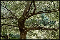 Variegated Dogwood (Cornus alba), Japanese Garden. Butchart Gardens, Victoria, British Columbia, Canada ( color)