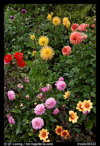 Dahlias. Butchart Gardens, Victoria, British Columbia, Canada