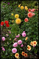 Dahlias. Butchart Gardens, Victoria, British Columbia, Canada ( color)