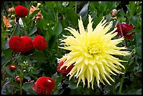 Yellow and red Dahlias. Butchart Gardens, Victoria, British Columbia, Canada