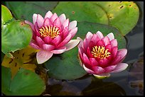 Water lily flower. Butchart Gardens, Victoria, British Columbia, Canada (color)