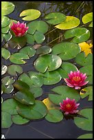 Water lilies. Butchart Gardens, Victoria, British Columbia, Canada ( color)