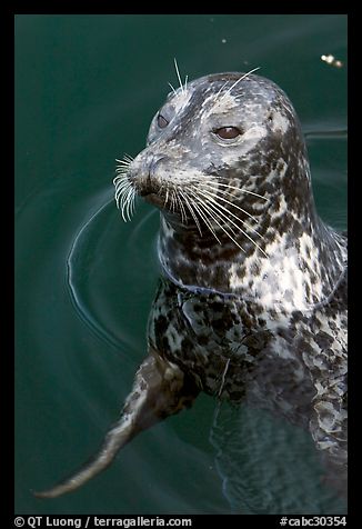 Harbour seal. Victoria, British Columbia, Canada (color)