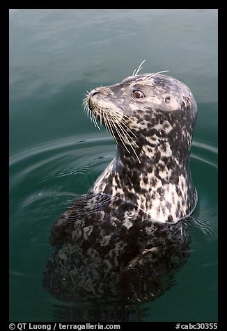 Harbor seal. Victoria, British Columbia, Canada