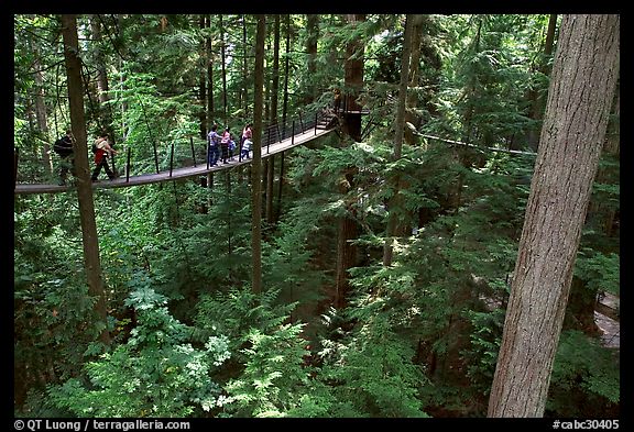 Treetop trail. Vancouver, British Columbia, Canada (color)