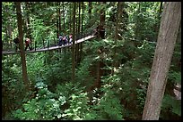 Treetop trail. Vancouver, British Columbia, Canada ( color)