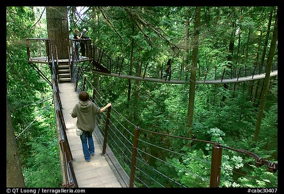 Treetop trail. Vancouver, British Columbia, Canada