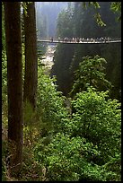 Capilano suspension bridge. Vancouver, British Columbia, Canada