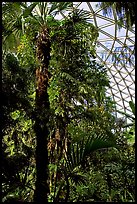 Tropical tree in Bloedel conservatory, Queen Elizabeth Park. Vancouver, British Columbia, Canada
