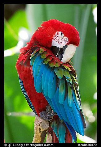 Colorful Parrot, Bloedel conservatory, Queen Elizabeth Park. Vancouver, British Columbia, Canada (color)