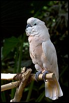 White Parrot, Bloedel conservatory, Queen Elizabeth Park. Vancouver, British Columbia, Canada (color)